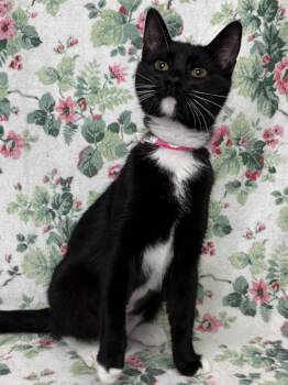 260920  Margie -  Domestic Short Hair Cat for Adoption in Wetumpka, Alabama - 260920  Margie | PetCurious