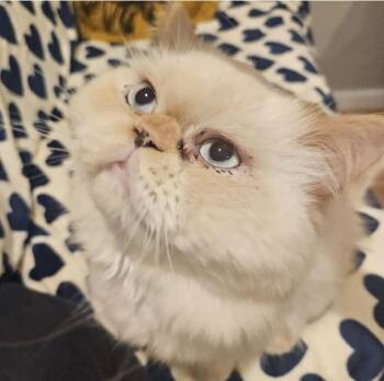 Huckleberry -  Persian Cat for Adoption in Larkfield-wikiup, California - Huckleberry | PetCurious