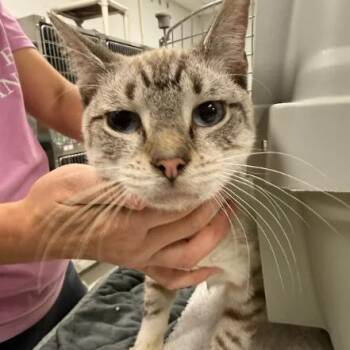 Kalahari-C -  Siamese Cat for Adoption in East St. Louis, Illinois - Kalahari-C | PetCurious