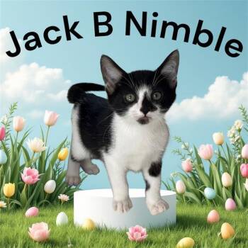 JACK B. NIMBLE -  Domestic Short Hair Cat Available for Adoption in Visalia, California - JACK B. NIMBLE | PetCurious