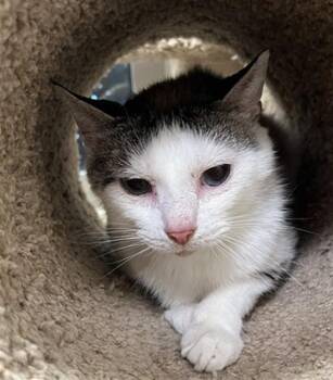 FLEX -  Domestic Short Hair Cat for Adoption in Louisville, Kentucky - FLEX | PetCurious
