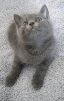 Cher -  Russian Blue and Domestic Short Hair Cat for Adoption in Nashville, Tennessee - Cher | PetCurious
