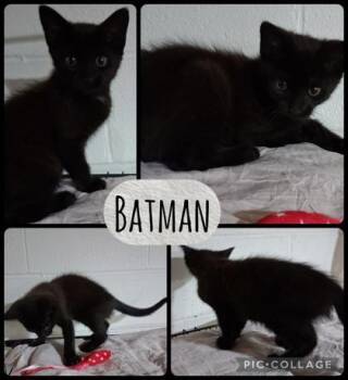 Batman -  Domestic Short Hair Cat for Adoption in Wilkesboro, North Carolina - Batman | PetCurious