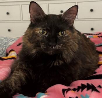 Twix -  Domestic Long Hair Cat for Adoption in Phoenix, Arizona - Twix | PetCurious