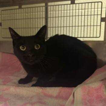 Waffle -  Domestic Short Hair Cat for Adoption in Bristol, Indiana - Waffle | PetCurious