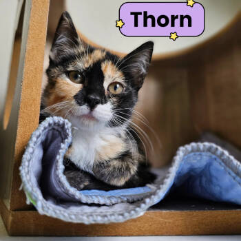 Rescue Domestic Short Hair Cats for Adoption in Fort Worth, Texas - Thorn | PetCurious