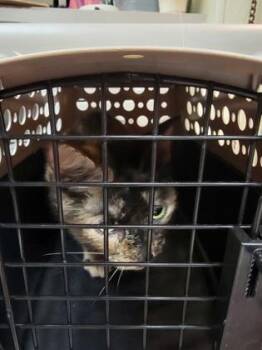 Kira -  Domestic Short Hair Cat for Adoption in Verona, Wisconsin - Kira | PetCurious