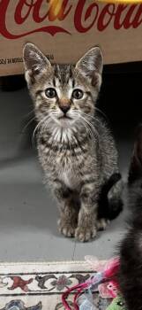 Trout -  Domestic Short Hair Cat for Adoption in Ferndale, Michigan - Trout | PetCurious