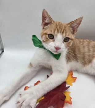 Rescue Domestic Short Hair and Tabby Cats for Adoption in Attalla, Alabama - Saffron | PetCurious