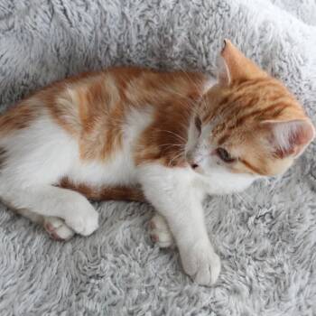 Rescue Domestic Short Hair Cats for Adoption in Tracy, California - VICTOR | PetCurious