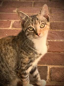 Forest: Not at shelter (Fran) -  Domestic Short Hair Cat for Adoption in Rustburg, Virginia - Forest: Not At Shelter (Fran) | PetCurious