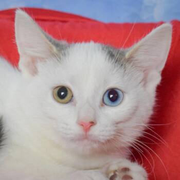 April -  Domestic Short Hair Cat for Adoption in Huntley, Illinois - April | PetCurious