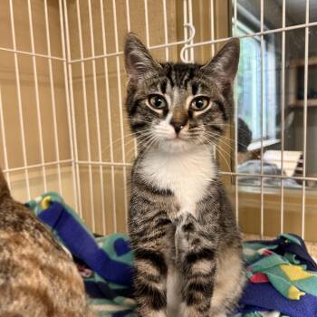 Joel -  Domestic Short Hair Cat for Adoption in Myerstown, Pennsylvania - Joel | PetCurious