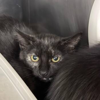Maleficent -  Domestic Short Hair Cat for Adoption in Mankato, Minnesota - Maleficent | PetCurious