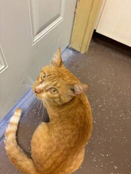 Barry -  Domestic Short Hair Cat for Adoption in South Bend, Indiana - Barry | PetCurious