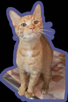 Domestic Short Hair Cats Available for Adoption in Pendleton, Oregon - Buttercup | PetCurious