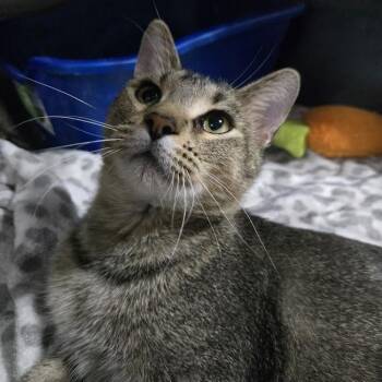 Jax -  Domestic Short Hair Cat for Adoption in Sioux Falls, South Dakota - Jax | PetCurious