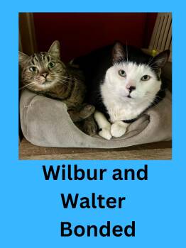 Domestic Short Hair Cats Available for Adoption in Ravenna, Ohio - Walter And Wilbur | PetCurious