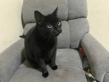Boney -  Domestic Short Hair Cat for Adoption in Anderson, Indiana - Boney | PetCurious