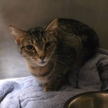 Aziza -  Domestic Short Hair Cat for Adoption in Bristol, Indiana - Aziza | PetCurious
