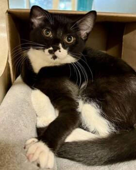 Domestic Medium Hair Cats Available for Adoption in Novato, California - Catalina | PetCurious