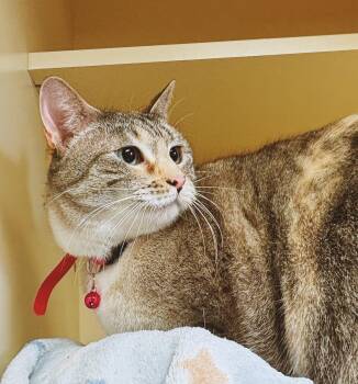 Domestic Short Hair and Siamese Cats Available for Adoption - Tesla | PetCurious