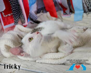 Tricky -  Domestic Short Hair Cat for Adoption in Ocean Springs, Mississippi - Tricky | PetCurious