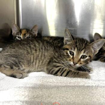 Peter -  Domestic Short Hair Cat for Adoption in Warrensburg, Missouri - Peter | PetCurious
