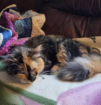 Banana -- Bonded Buddy With Kirito -  Domestic Long Hair Cat for Adoption in Des Moines, Iowa - Banana -- Bonded Buddy With Kirito | PetCurious