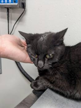 Rescue Domestic Short Hair Cats for Adoption in Cleveland, Ohio - The Magic Treehouse | PetCurious