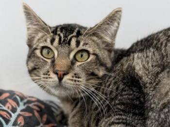 Rescue Domestic Short Hair Cats for Adoption in Portland, Oregon - Rome | PetCurious