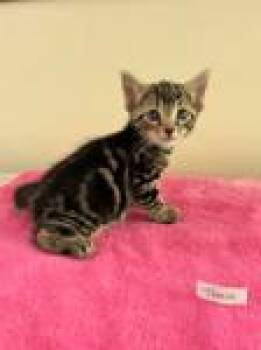 Tempo -  Domestic Short Hair Cat for Adoption in Heathsville, Virginia - Tempo | PetCurious