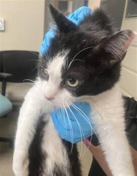 SHY GUY -  Domestic Short Hair Cat for Adoption in San Antonio, Texas - SHY GUY | PetCurious