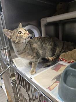 Rescue Domestic Short Hair Cats for Adoption in Cortland, New York - Love-A-Lot Bear | PetCurious