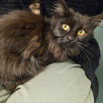 Domestic Long Hair Cats Available for Adoption - Oni | PetCurious