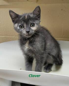 Domestic Short Hair Cats Available for Adoption in Cedar Rapids, Iowa - Clover | PetCurious