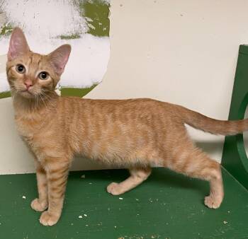 Fielding -  Domestic Short Hair Cat for Adoption in Los Angeles, California - Fielding | PetCurious
