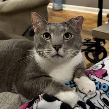 Domestic Short Hair Cats Available for Adoption in Huntsville, Alabama - Little Boy | PetCurious