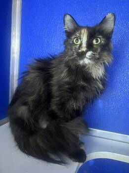 Gift Trap -  Domestic Medium Hair Cat for Adoption in Colorado Springs, Colorado - Gift Trap | PetCurious
