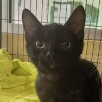 Jupiter -  Domestic Short Hair Cat for Adoption in Charleston, South Carolina - Jupiter | PetCurious