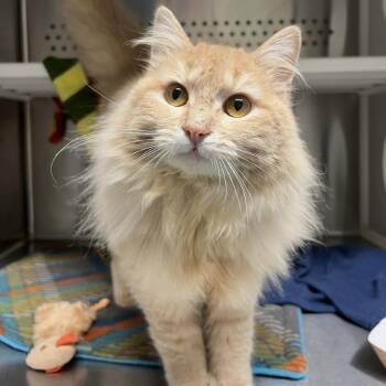 Domestic Long Hair Cats Available for Adoption - Sage | PetCurious