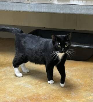 Domestic Short Hair and Tuxedo Cats Available for Adoption - Bilbo | PetCurious