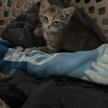 American Shorthair Cats Available for Adoption in Richmond, Virginia - Gemma | PetCurious