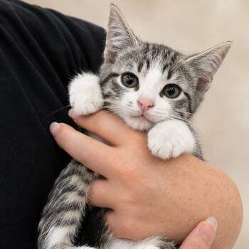 Leo -  Domestic Short Hair Cat for Adoption in Sacramento, California - Leo | PetCurious