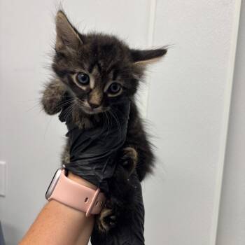 Sammy -  Domestic Long Hair Cat for Adoption in Abilene, Texas - Sammy | PetCurious