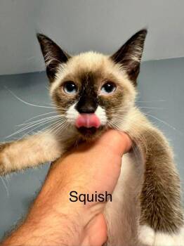 Squish -  Domestic Short Hair Cat for Adoption in Emerald Isle, North Carolina - Squish | PetCurious