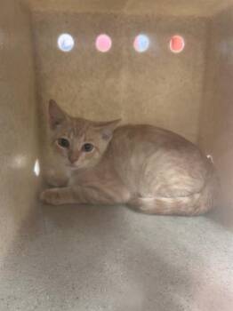 PURRKINS -  Domestic Short Hair Cat for Adoption in Louisville, Kentucky - PURRKINS | PetCurious
