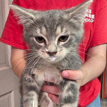 Frank -  Domestic Short Hair Cat for Adoption in Leander, Texas - Frank | PetCurious