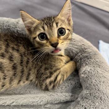 Macaroni aka Roni (Monroe st kitten 4) -  Domestic Short Hair Cat for Adoption in Westport, Connecticut - Macaroni Aka Roni (Monroe St Kitten 4) | PetCurious