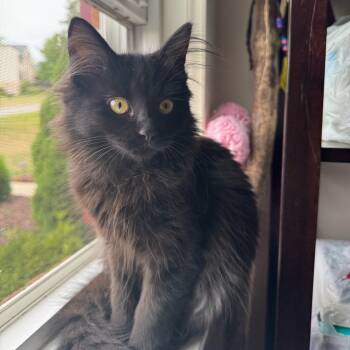 Rescue Domestic Long Hair Cats for Adoption in Aspinwall, Pennsylvania - Katara | PetCurious